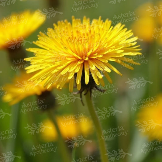 Dandelion Leaves Oil Soluble Extract