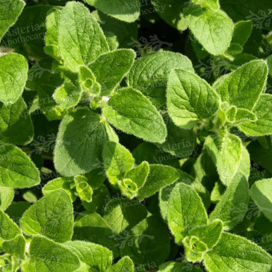 Oregano Oil Soluble Extract