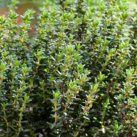 Thyme Oil Soluble Extract