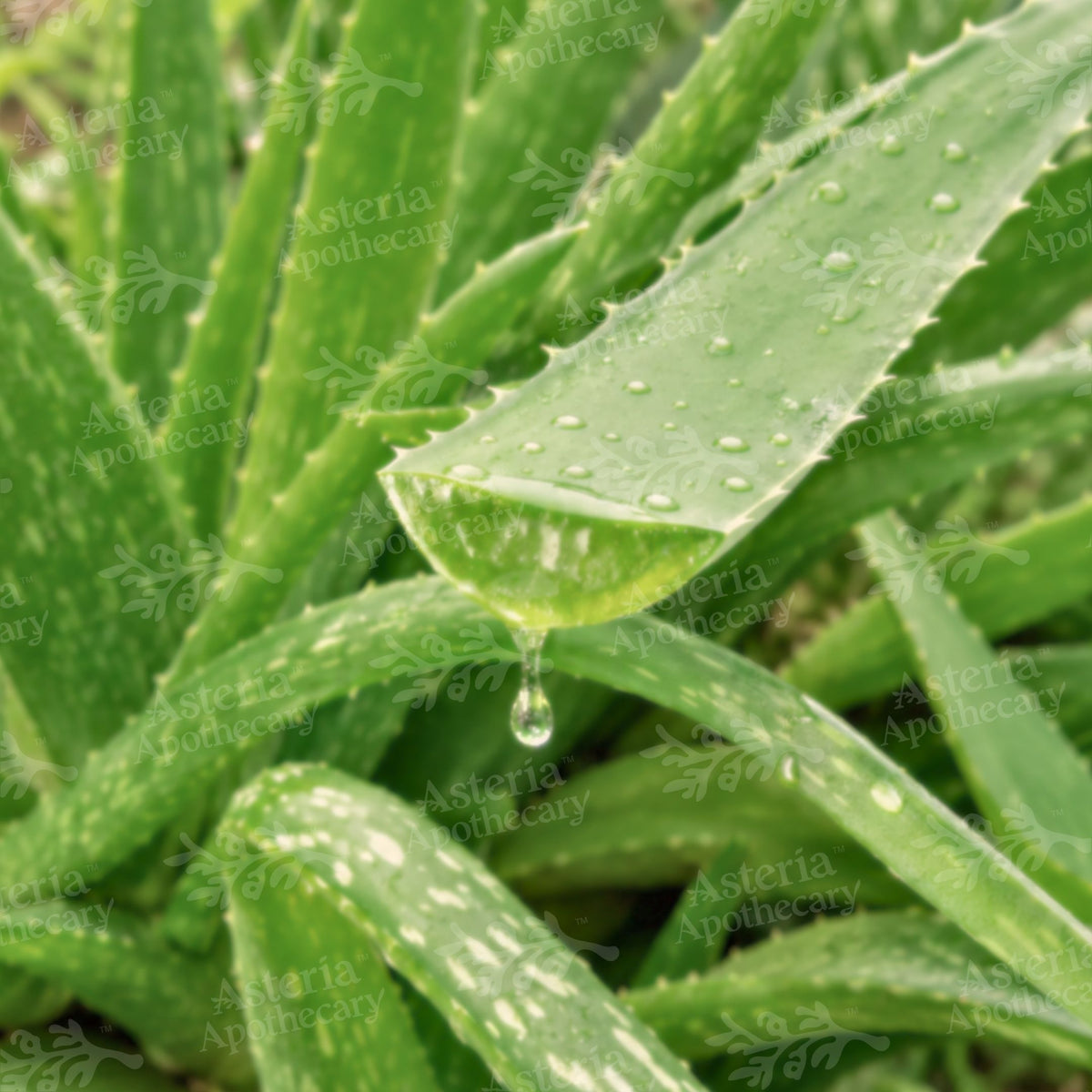 ALOE VERA OIL