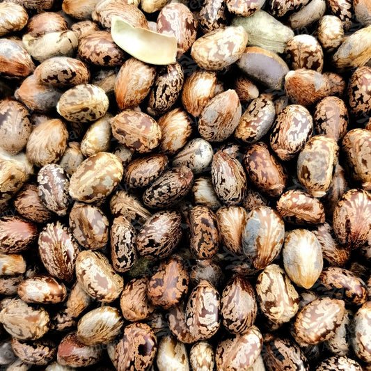 CASTOR OIL