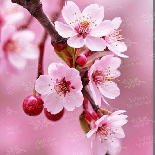 CHERRY BLOSSOMS FRAGRANCE OIL