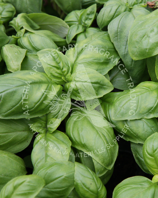 Basil Essential Oil