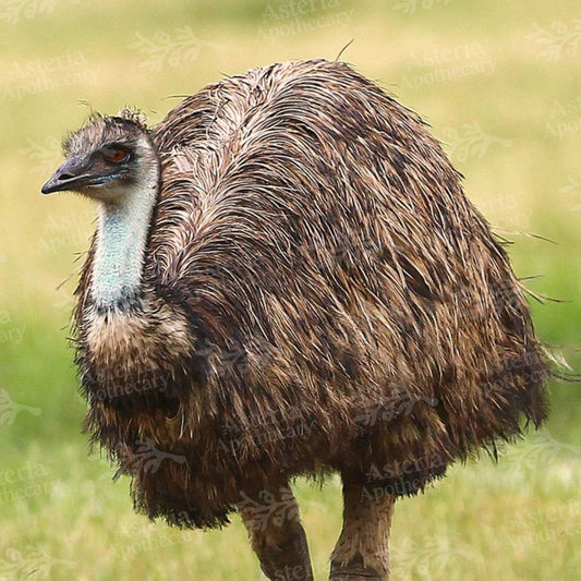 EMU OIL