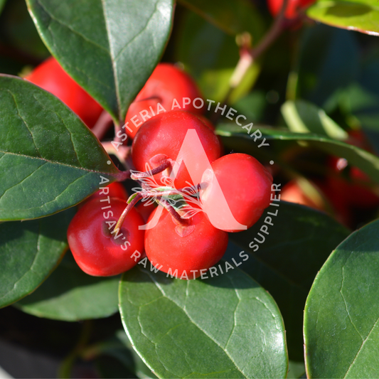 Wintergreen Essential Oil