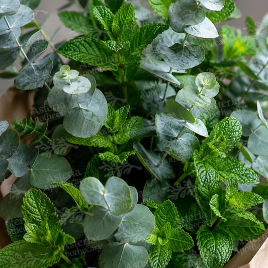 EUCALYPTUS MINT FRAGRANCE OIL