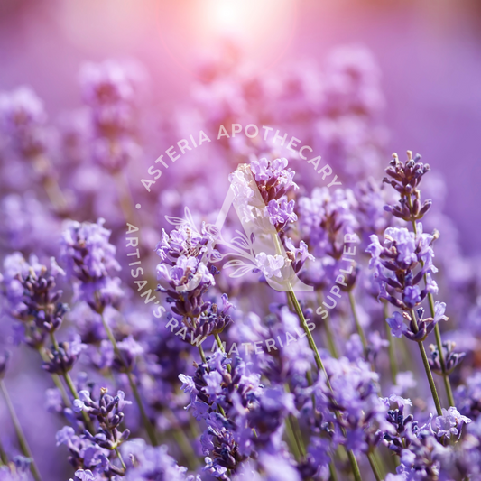 Lavender Fragrance Oil