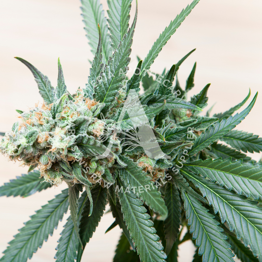 Mary Jane (Hemp) Fragrance Oil