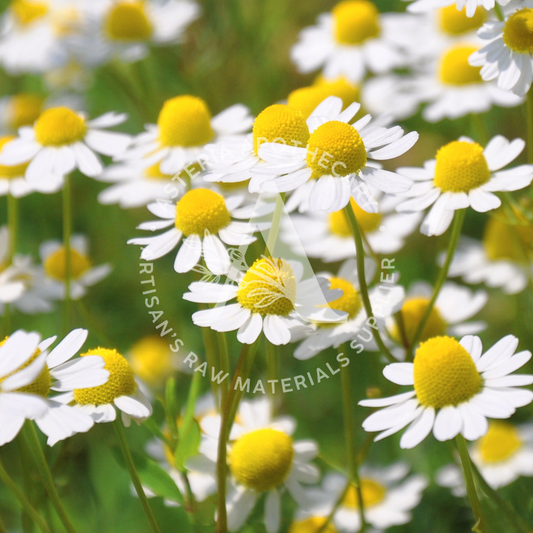 Chamomile Fragrance Oil