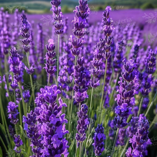 FRENCH LAVENDER FRAGRANCE OIL