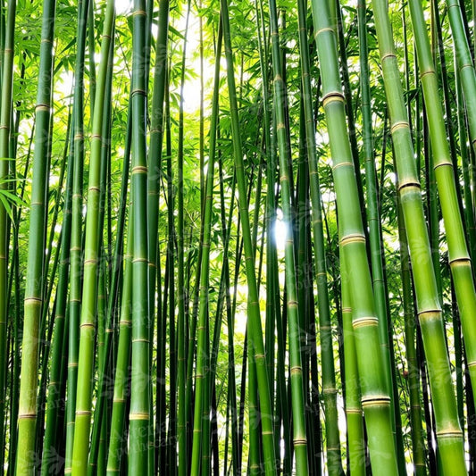 FRESH BAMBOO FRAGRANCE OIL
