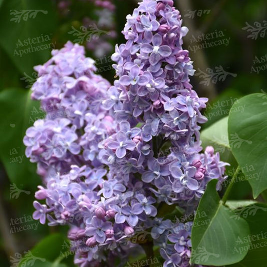 FRESH LILAC FRAGRANCE OIL