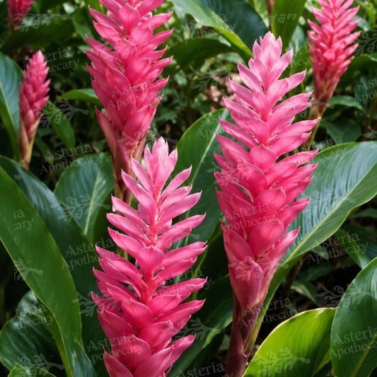 GINGER FLOWER FRAGRANCE OIL