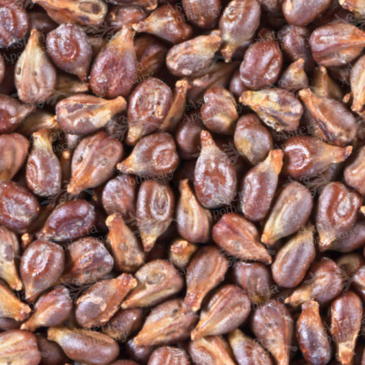 GRAPE SEED OIL | UNREFINED