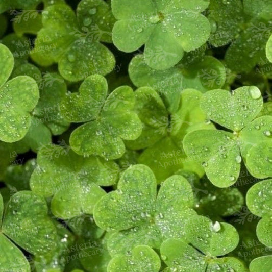 IRISH SPRING FRAGRANCE OIL