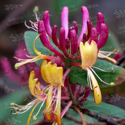JAPANESE HONEYSUCKLE FRAGRANCE OIL