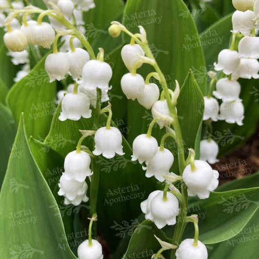 LILY OF THE VALLEY FRAGRANCE OIL