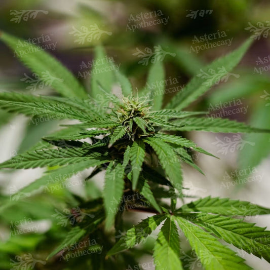 MARY JANE (HEMP) FRAGRANCE OIL