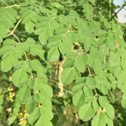 MORINGA SEED OIL
