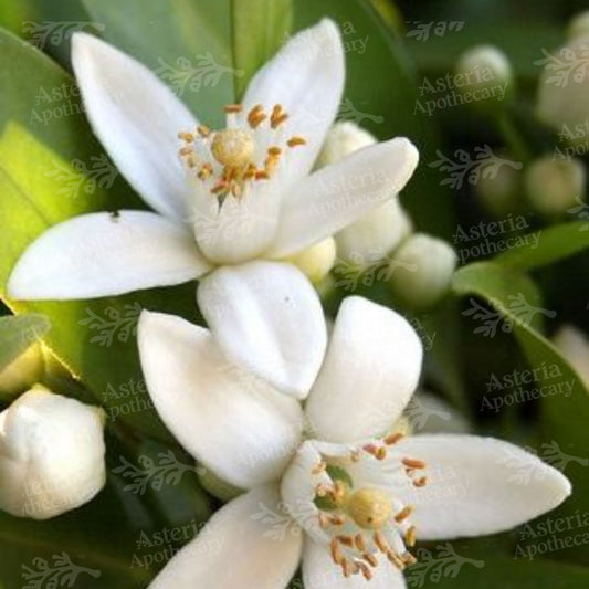 NEROLI FRAGRANCE OIL