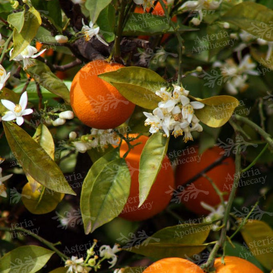 ORANGE BLOSSOM FRAGRANCE OIL
