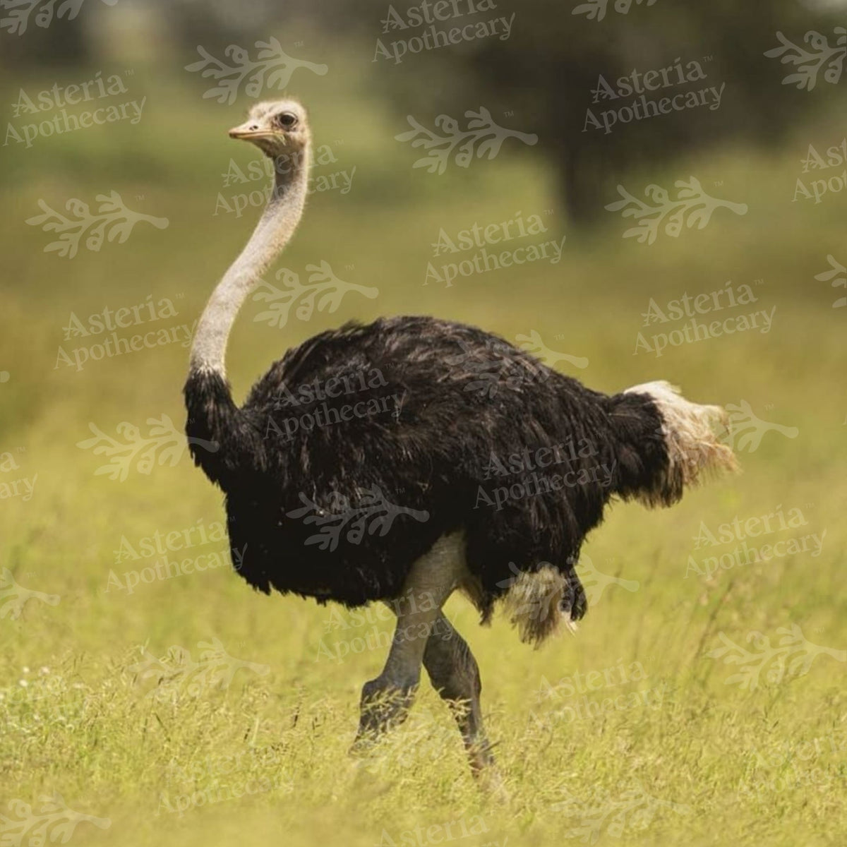 OSTRICH OIL