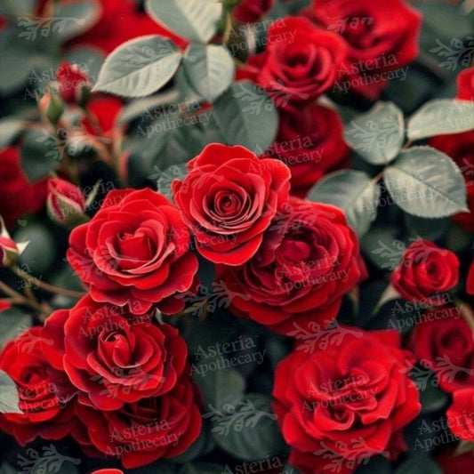 RED ROSES FRAGRANCE OIL