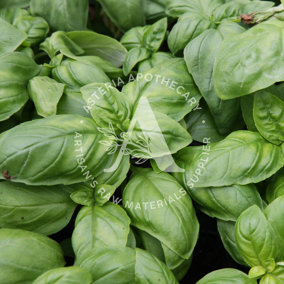Basil Essential Oil