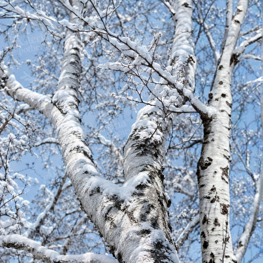 WHITE BIRCH FRAGRANCE OIL