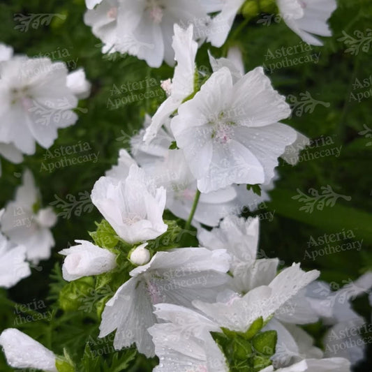 WHITE MUSK FRAGRANCE OIL