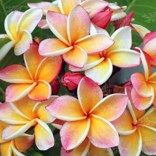 WILD FRANGIPANI FRAGRANCE OIL