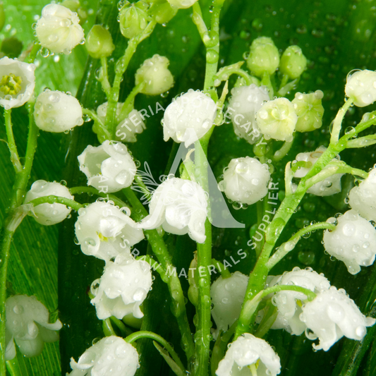 Lily of the Valley Fragrance Oil