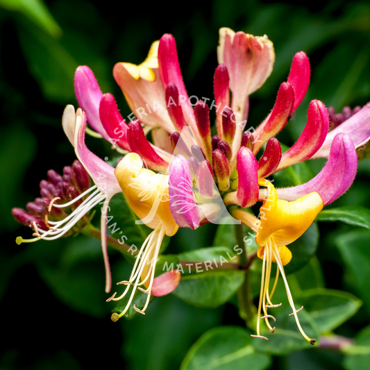 Japanese Honeysuckle Fragrance Oil