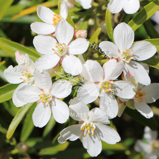 Orange Blossom Fragrance Oil