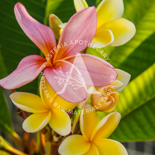 Wild Frangipani Fragrance Oil