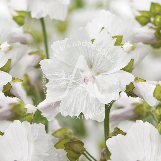 White Musk Fragrance Oil