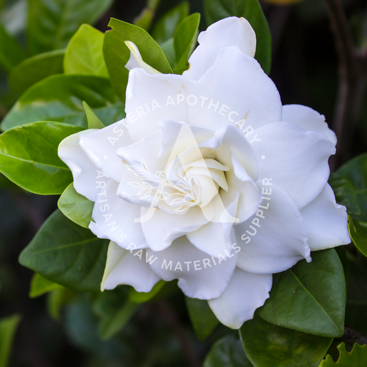 Gardenia Fragrance Oil