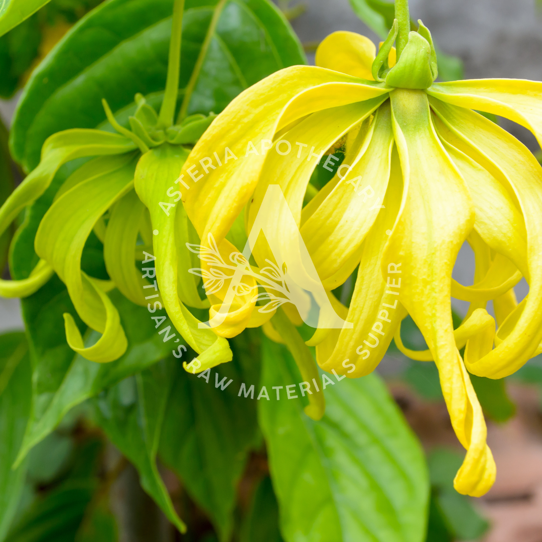 Ylang-ylang Fragrance Oil