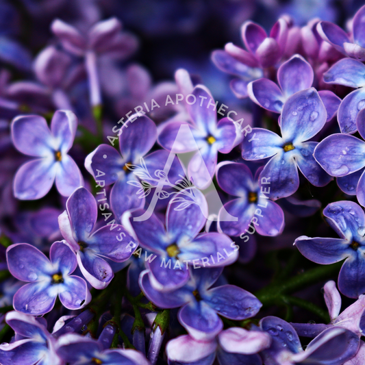 Fresh Lilac Fragrance Oil