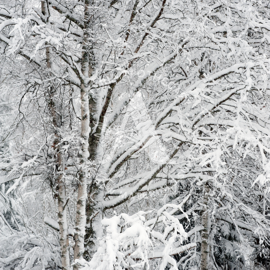 White Birch Fragrance Oil