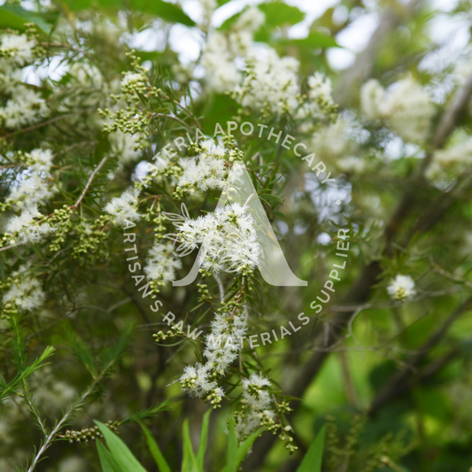 Tea Tree Essential Oil