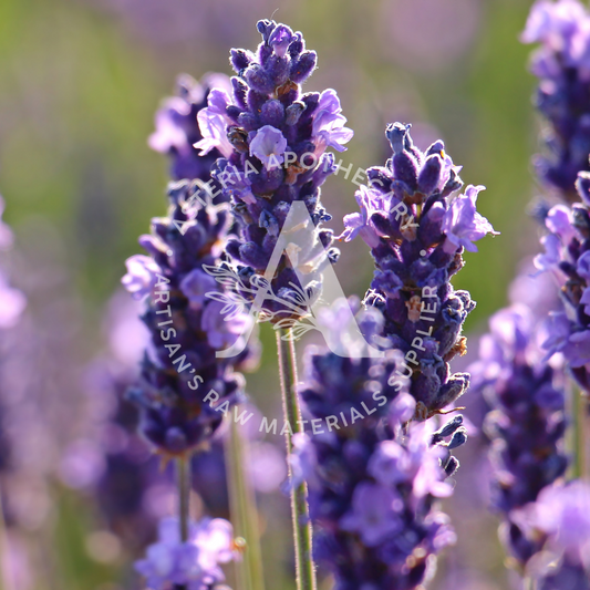 Lavender Essential Oil