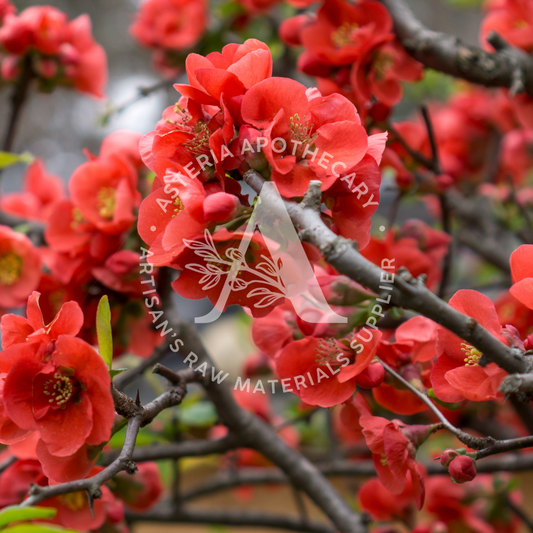 Camelia Oil | Tsubaki Oil