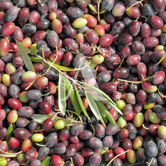 Olive Oil, Extra Virgin