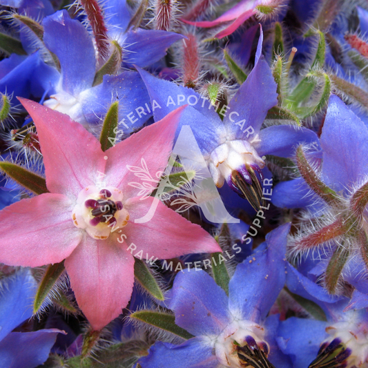 Borage Oil