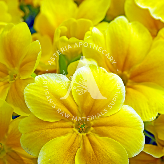 Evening Primrose Oil