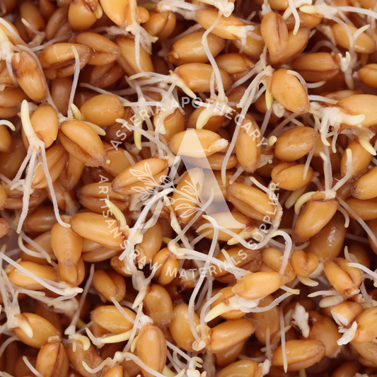 Wheatgerm Oil | Unrefined