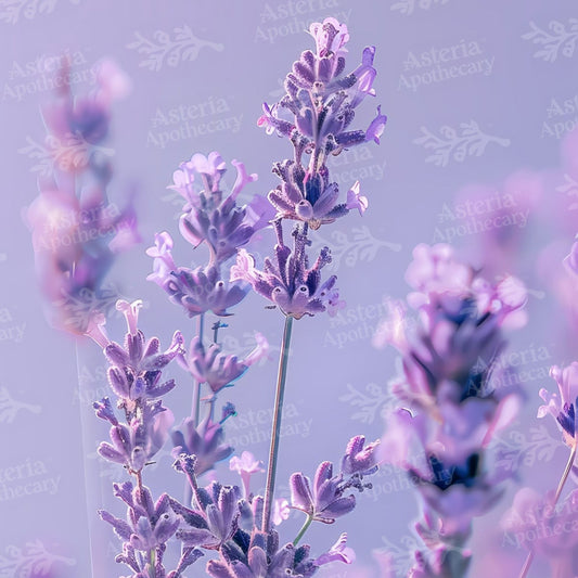 Lavender Oil Soluble Extract