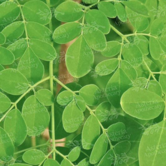 Moringa Leaves Oil Soluble Extract
