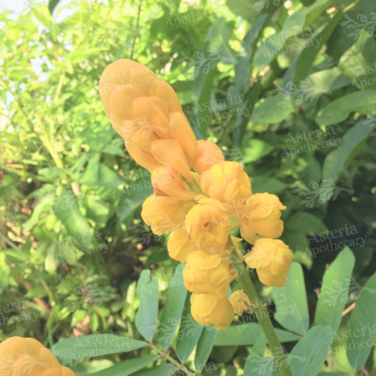AKAPULKO OIL SOLUBLE EXTRACT